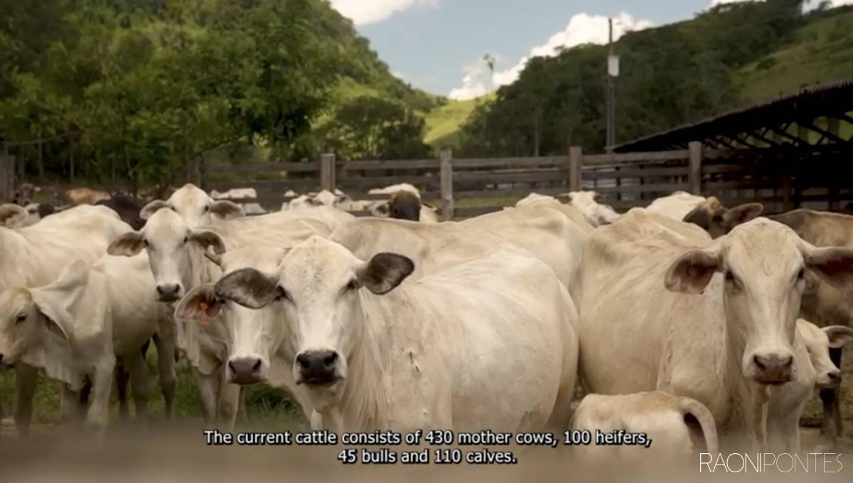 Explore a Maravilha Rural na Fazenda Cachoeira de Palma! Com 1550 hectares
