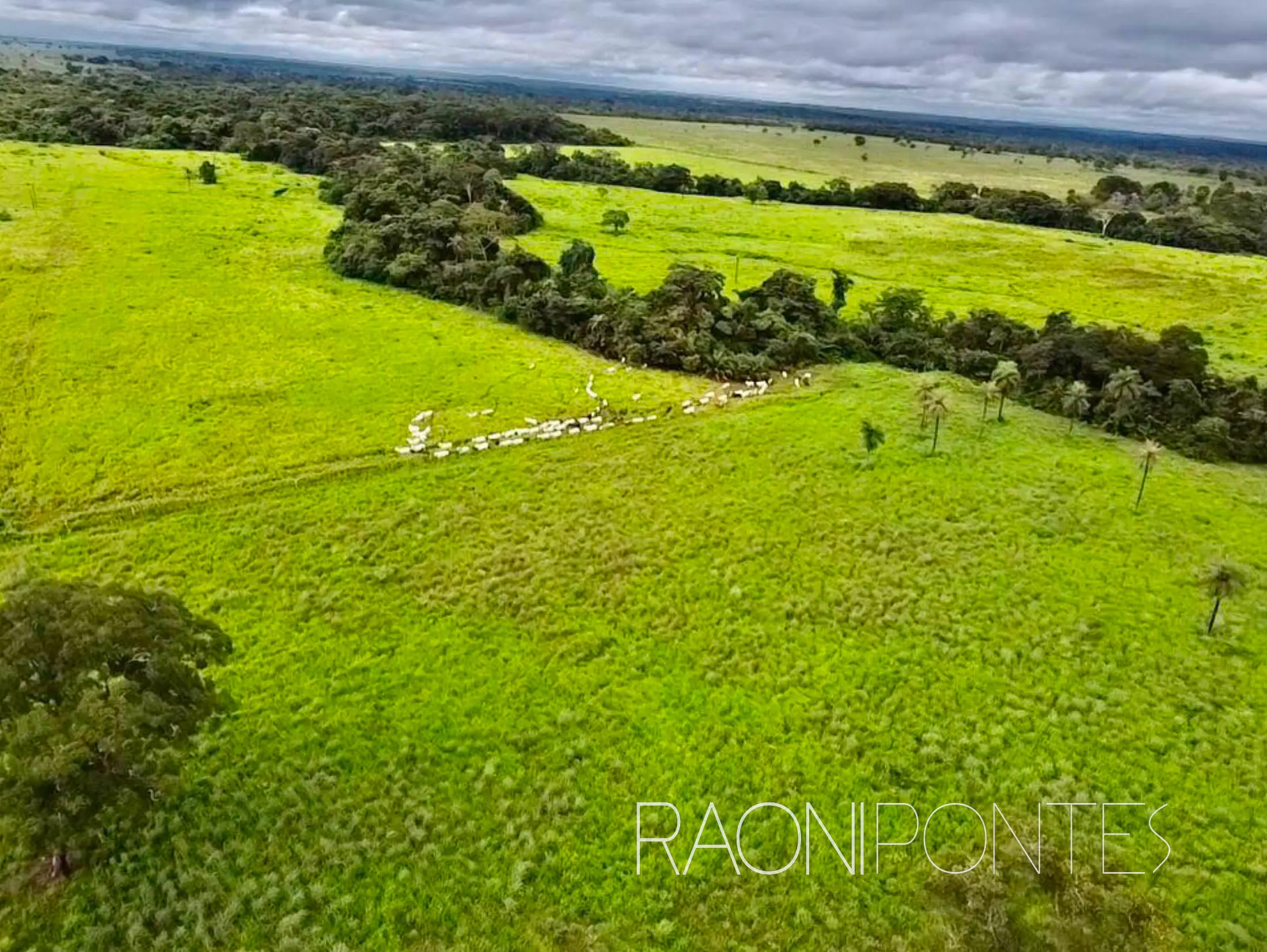 FILADELFIA/TO - Topografia plana, solo fértil e localização privilegiada!  793,76 ha