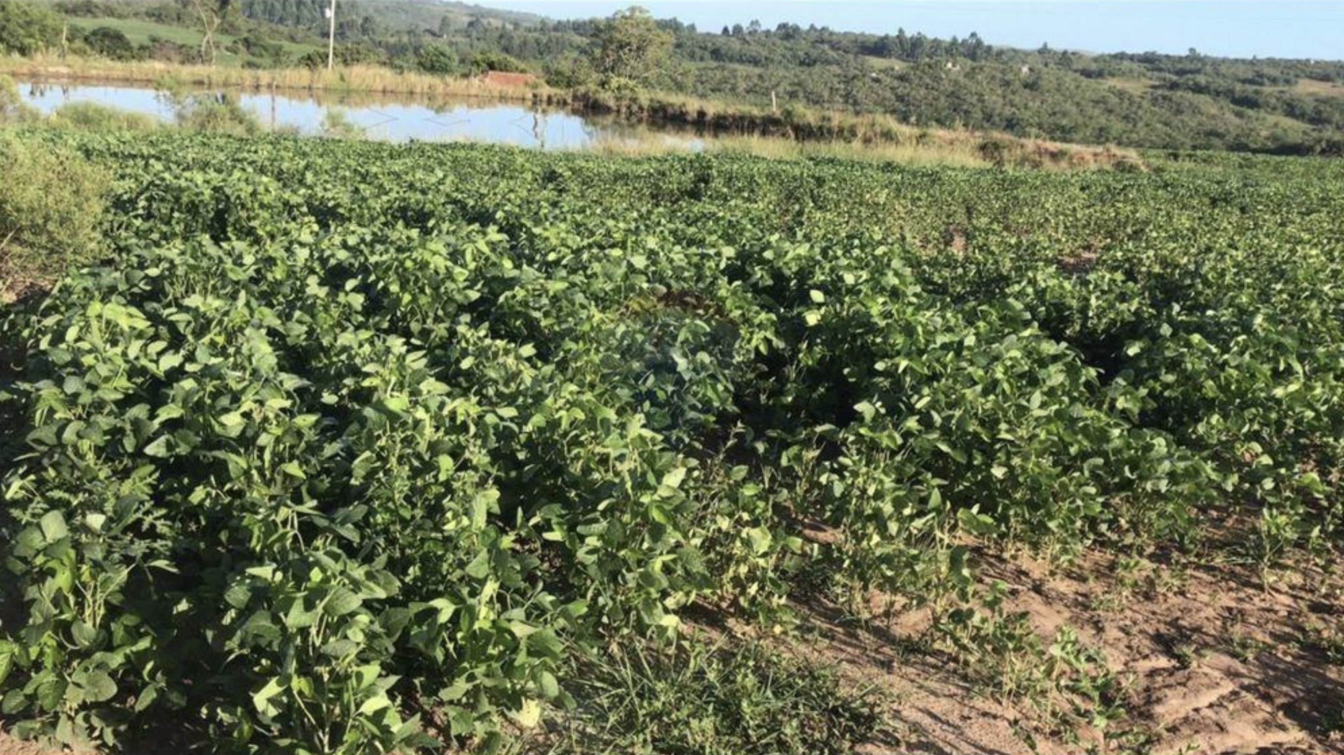 Oportunidade Imperdível: Fazenda Produtiva em Encruzilhada do Sul!