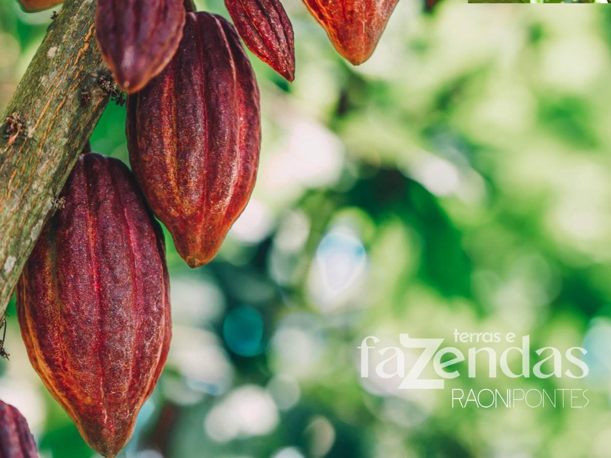 Sustentabilidade e lucratividade se unem neste Paraíso do Cacau!